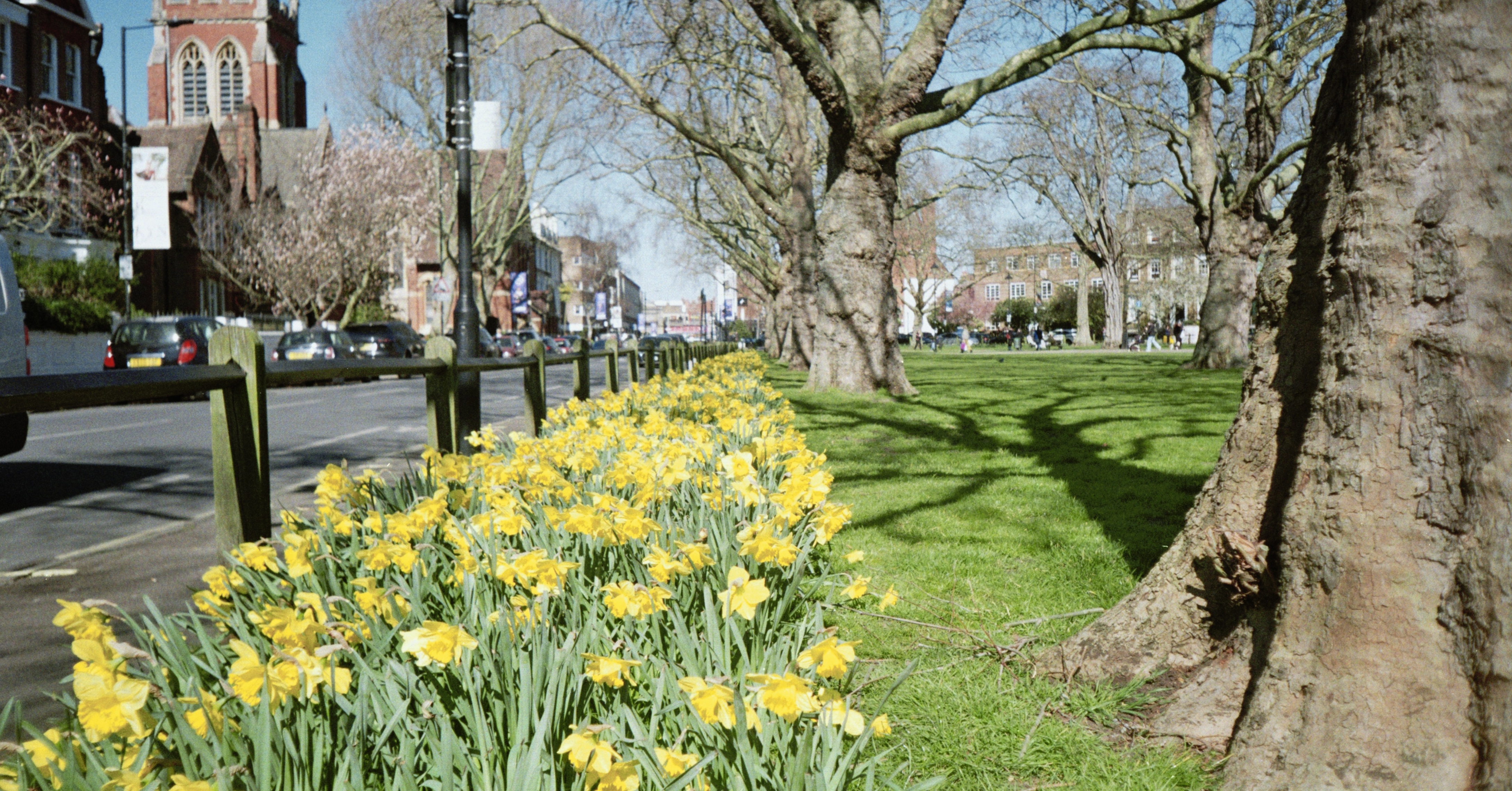 Parsons Green daffodils